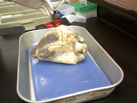 maria2k11anatomy: Cow Heart Dissection