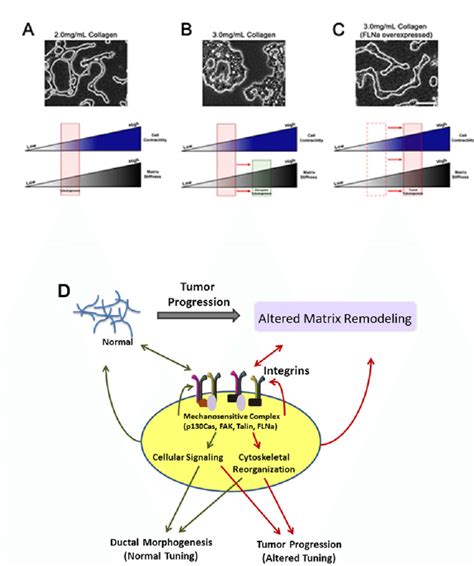 Cell Contractility Can Be Tuned To Reciprocate Matrix Stiffness To