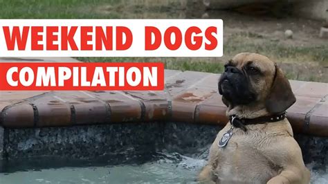 Weekend Dogs Video Compilation 2016 Youtube