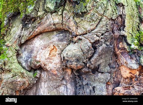 Natural Texture Knotted Bark On Mature Trunk Of Oak Tree Quercus