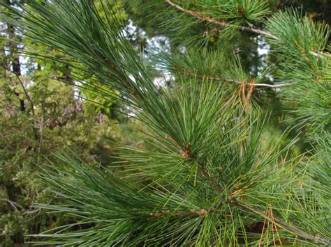 Pinus strobus (Eastern White Pine, North American White Pine, Northern ...