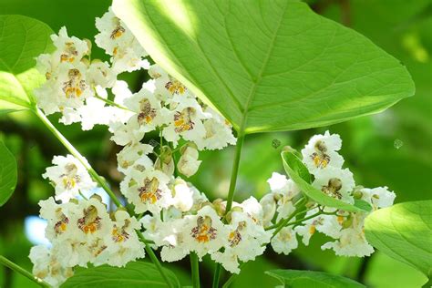 Katalpa Surmia Catalpa Bignonioides