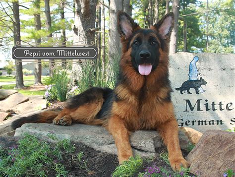 Trained World Class AKC German Shepherd Puppies For Sale From Mittelwest