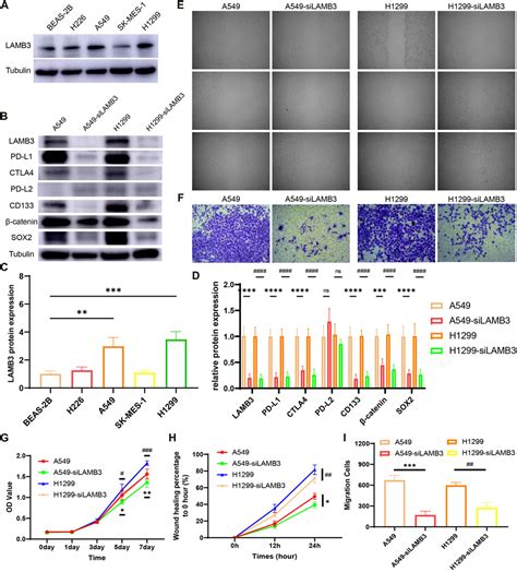 Frontiers Multi Omics Analysis Of Lamb As A Potential Immunological