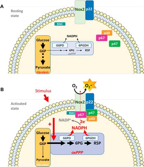 Nadph Oxidase Pathway