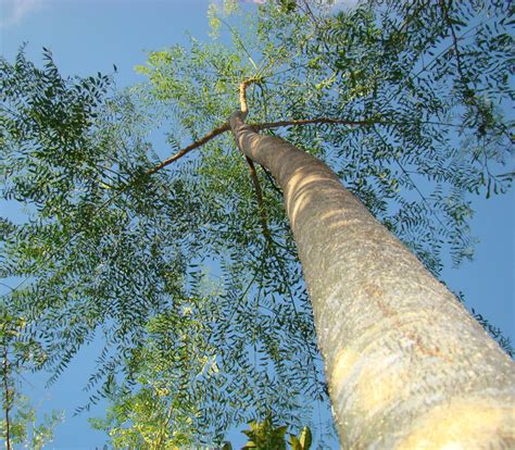 moringa oleifera horseradish tree 6