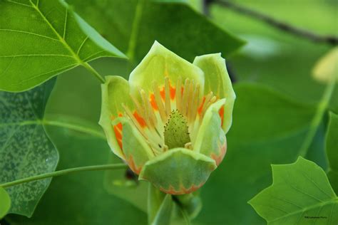 Tulip Poplar Blossom Birds And Blooms