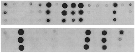 Rna Dot Blot实验流程 知乎