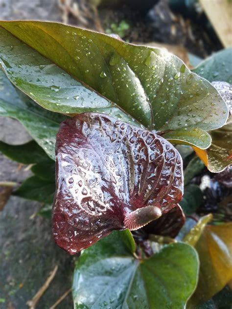 Anthurium Black Beauty & Black Queen - KI-HANA NURSERY