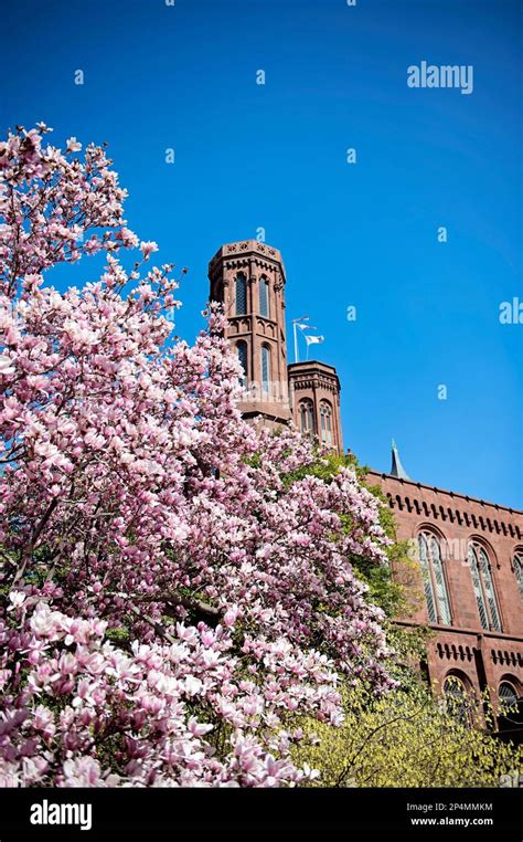 Magnolias in peak bloom at Enid A. Haupt Garden at Smithsonian Castle ...