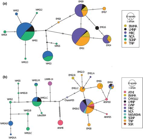 Mitochondrial DNA haplotype neighbor joining network for (a) 1140 bp ... 
