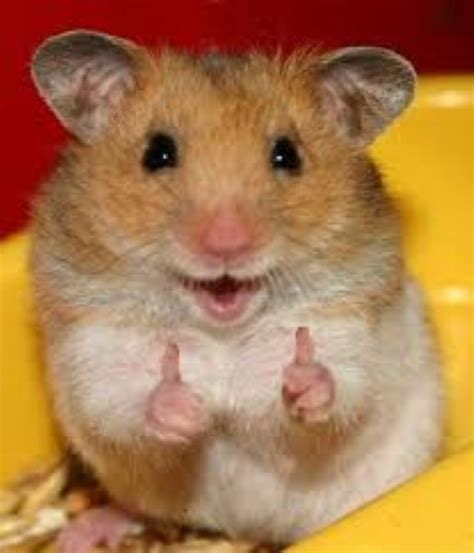 Thumbs Up Hamster Meme Generator