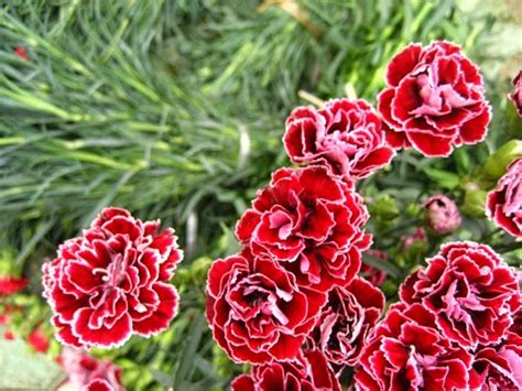 Hat Gi Ng Hoa C M Ch Ng K P Vi N Mix Dianthus H T Gi Ng Nga Si U Hot