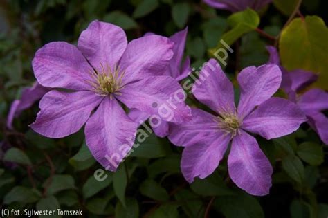 Clematis 'Madame Baron Veillard' powojnik 'Madame Baron Veillard ...