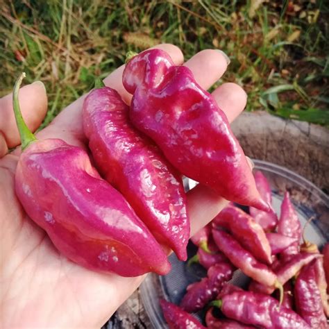 Bhut Jolokia Purple Ghost Hot Pepper Gaia Organics