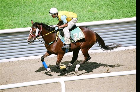 シルクフォトグラフ｜シルク・ホースクラブ公式｜silk Horse Club