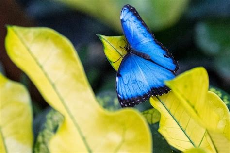 ‘butterflies Are Blooming Exhibit Opens At Meijer Gardens With Over