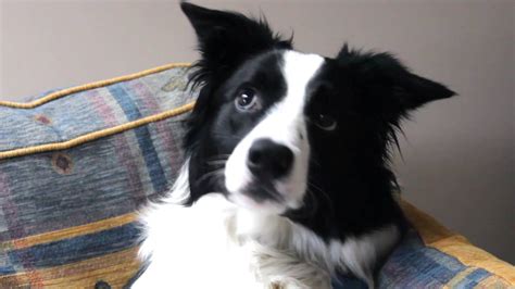 Border Collie Talking Youtube