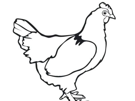 Chicken Line Drawing | Free download on ClipArtMag