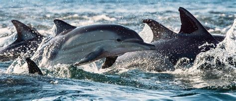 Ocean Wildlife: Pictures, Facts, Endangered Species and More!
