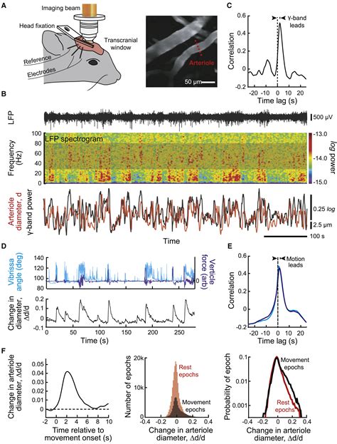 Ultra Slow Oscillations In Fmri And Resting State Connectivity