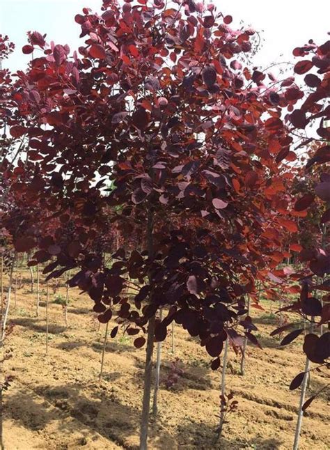 Cotinus Coggygria Atropurpureus Decorative Bonsai And Green Plants