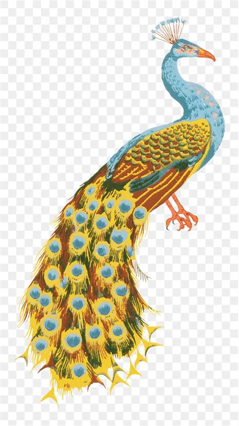 Yellow Peacock Images Clipart