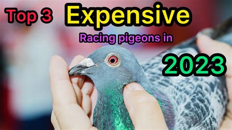 Top 3 Worlds Most Expensive Racing Pigeons In 2023 Youtube