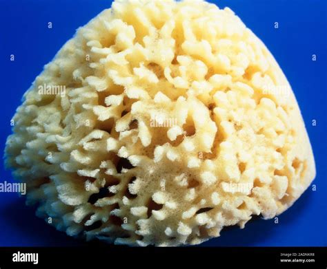 Sponge (phylum Porifera). Sponges are simple multicellular animals, most species of which are ...