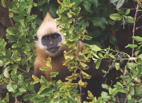 Photos Of The Worlds 25 Most Endangered Primates