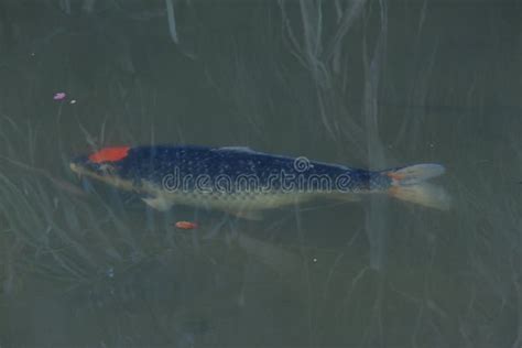 Koi Fish Carp in the Pond. Fish in the Park Stock Image - Image of pond ...