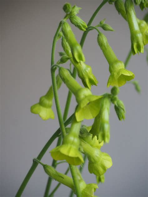 Nicotiana Lemon Tree