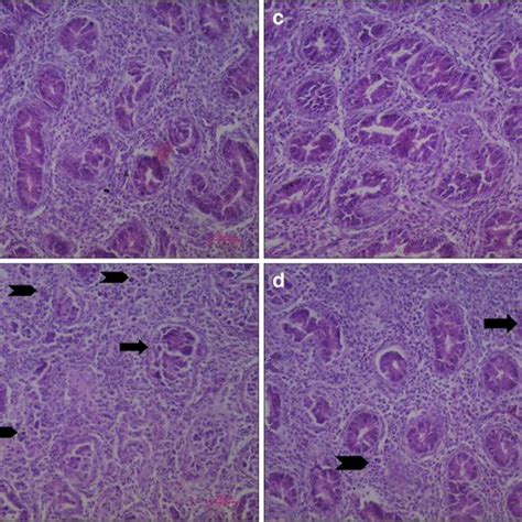 Sections Of The Testis Stained With H And E A Control Group Showing