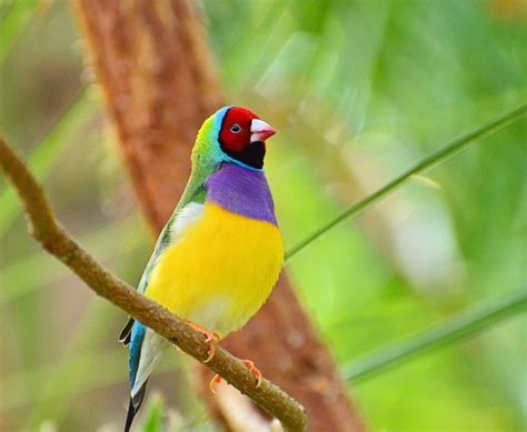 Rainbow Finch By Valerie Sauve 500px Finch Beautiful Rainbow Amazing Nature