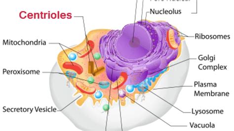 Centriolos Explicaci N Y Ejemplos Mi Apunte Escolar