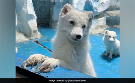 arctic fox in zoo Viral photos show arctic foxes with overgrown claws ...