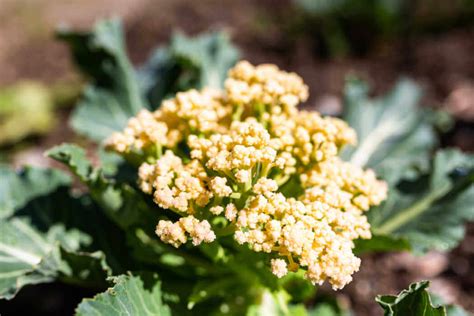 Cauliflower: Planting & Care Tips | Kellogg Garden Organics™