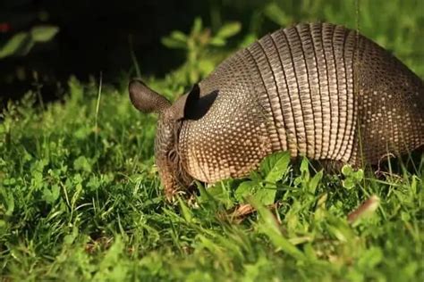 Armadillo Vs Pangolin (How They're Different) - Wildlife Informer