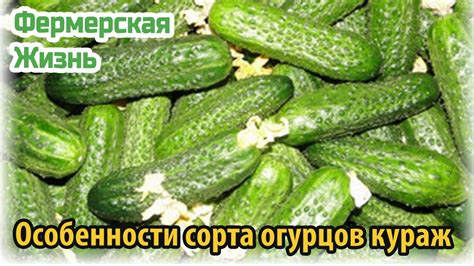 Особенности сорта огурцов кураж - YouTube