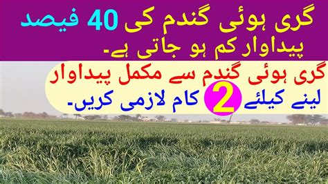 How To Get Full Wheat Production From Falling Wheat Cropcrops Grower Expert Youtube