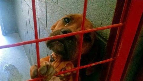 Photo: Crying Dog Gets Adopted - LIFE WITH DOGS