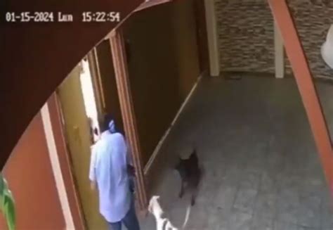 Perro salva a su dueño de un asalto lo amagaron justo al entrar a su