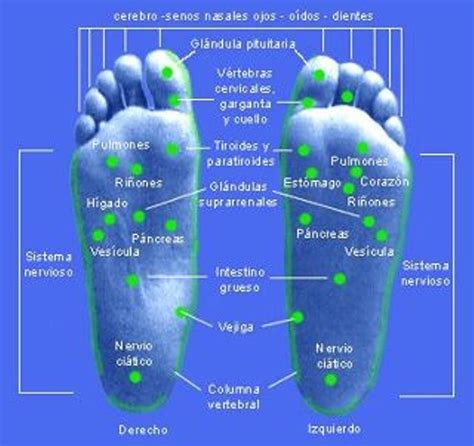 Mapa De Los Pies Reflexologia Bankfeal