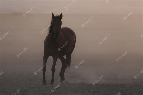 Premium Photo Yilki Horses Running In Field Kayseri Turkey