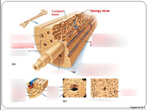 Compact Bone Diagram | Quizlet