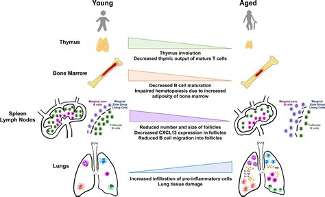 Frontiers Aging Immunity And Covid 19 How Age Influences The Host