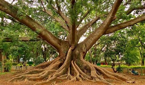 দেব মূর্তি থেকে তৈরি হতে পারে নেতিবাচক শক্তি জেনে নিন কোন গাছের কাঠ