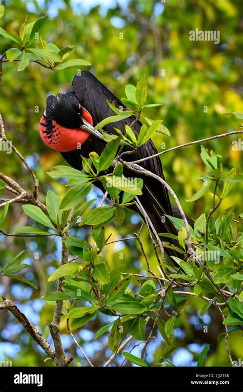 Adult Male Magnificent Frigatebird Fregata Magnificens Preening In