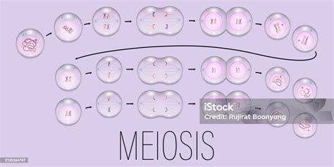 Meiosis Interphase Prophase Metaphase Anaphase And Telophase Cell