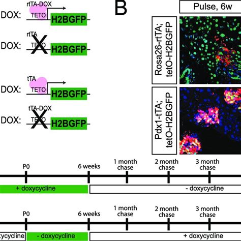 Experimental Schematic For Use Of Tetracycline Inducible H Bgfp To